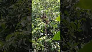 Birds nest in my house shortvideo [upl. by Naj]