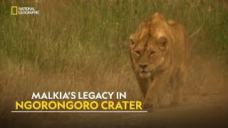 Lions of Ngorongoro  Planet Carnivore  हिंदी  Full Episode  S1  E3  Nat Geo Wild [upl. by Clemente]