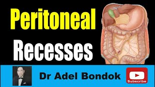 Peritoneal Recesses Dr Adel Bondok Making Anatomy Easy [upl. by Aney592]