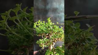 Pruning bonsai sancang [upl. by Kym]