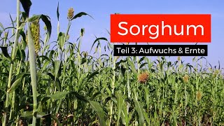 Sorghum als ertragreicher Maisersatz Teil 3 Anbau und Ernte [upl. by Odraboel]