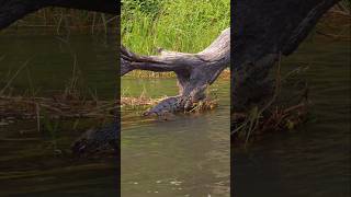 Welcher Fluss ist der Einzige der in der Wüste endet amp damit ein Naturwunder ist [upl. by Bunde]