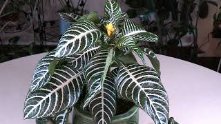 Zebra Plant Aphelandra squarrosa ‘Dania’ Spotlight [upl. by Isolda682]