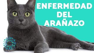 ENFERMEDADES que TRANSMITEN los GATOS 🤒🐈 Arañazo del GATO [upl. by Yug987]