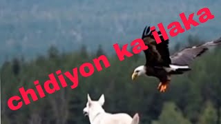 chidiyon ka ilaka video♥️♥️ [upl. by Raynard]