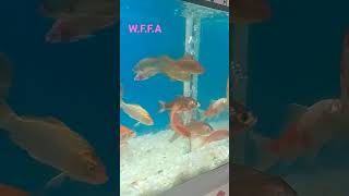 fish shabinken fish available on waterline fish flock aquariums Lahore [upl. by Basil]