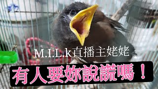 1100710 吹貴妃來了 MILK直播主姥姥，有人要妳說謊嗎 高鈞鈞 高可娣 [upl. by Kennie663]