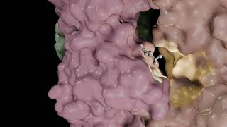 3D Animation of the Mechanism of Action of Acetylcholine and its Transmembrane Receptor [upl. by Tews]