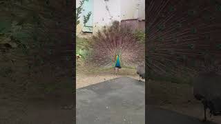 Kadal Alai Konjam song peacock🦚🦚🦚🙏🙏🙏  short video [upl. by Polito]