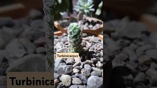 Succulent  Turbinicarpus plants succulent succulents indoorplants cactus turbinicarpus [upl. by Dahlstrom]