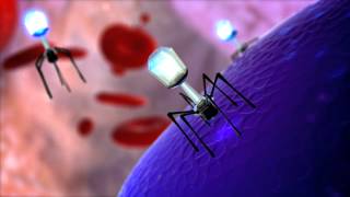 Bacteriopage Lytic Cycle [upl. by Leimad]