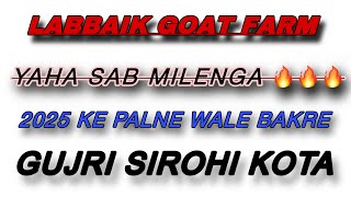 LABBAIK GOAT FARM QUALITY GOAT SHEEP’S BHIWANDI QUADRIVLOGSS [upl. by Kern]