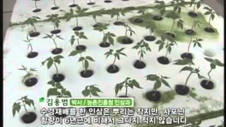 Hydroponic Ginseng quotNokyeopsamquot수경인삼 녹엽삼 [upl. by Bouzoun]