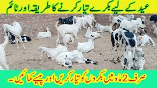 Bakra Farming in PakistanSpacial Bakra farming for EidGoat farming in Pakistan [upl. by Bast]