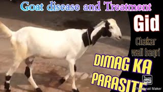 What is Gid circling disease dimag ka parasite goat diseases Dr Murtaza khalil  ANIMALS KNOWLEDGE [upl. by Rainer640]