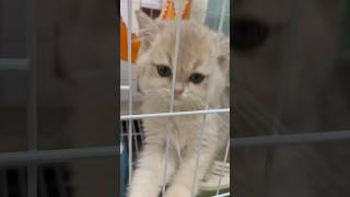 2 month old kitten cat desperately meowing [upl. by Vasti]