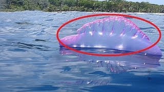 Strange Sea Creature Appears In Brazil Beach [upl. by Akcirret]