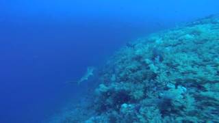 Hammerheads amp Grey Reef Shark at Elphinstone 26th April 2016 [upl. by Arella]