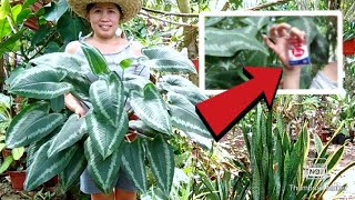 3 Months Update of Schismatoglottis Wallichii  Care Tips  Secret to Bushy and Big Leaves [upl. by Krisha]