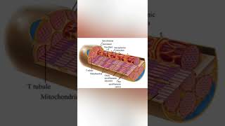 Muscle cell  sarcoplasmic reticulum actin amp myosin neet biology education medical class12 [upl. by Kalina716]