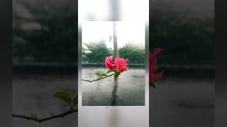 Creative Mobile Photography Ideas  Flower Photography shorts youtubeshorts photography [upl. by Adamok]