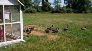 Freeranging the guineafowl on our suburban farm  Ep 44 [upl. by Zedecrem]