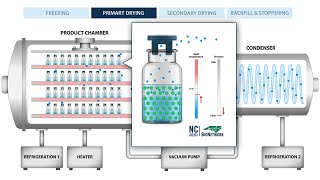 The Process of Freeze Drying Lyophilization [upl. by Krissie604]