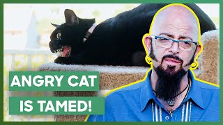 Jackson Galaxy Saves Aggressive Cat From Being Put Down  My Cat From Hell [upl. by Bria968]