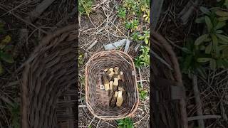 Morel heaven fyp pnw oregon mushroom morels foraging rare [upl. by Tichonn]