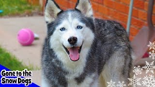 Shiloh the Husky  Our First Siberian Husky  The Story of Shiloh the Husky [upl. by Oguh]