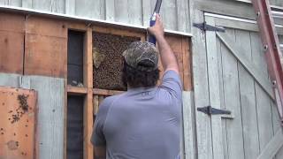 Honey Bee Removal 101  quotAZquot With JPthebeeman [upl. by Koenig771]