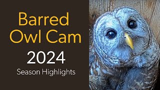 Wild Birds Unlimited Barred Owl Cam 2024 Season Highlights  Cornell Lab [upl. by Einnaj]