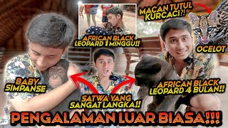 PENGALAMAN MAHAL DAN LANGKA  MAEN BARENG MACAN KUMBANG SIMPANSE OCELOT DAN SATWA LAIN NYA [upl. by Aleka924]