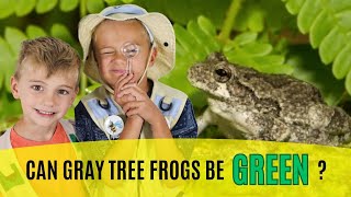 Can Gray Tree Frogs be Green TREE FROG FACTS FOR KIDS [upl. by Netsrik]