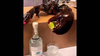 My pet lobster Geary 🦞comment share subscribe [upl. by Eellehs]