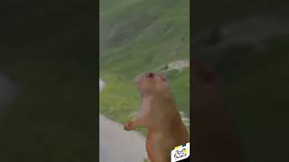 TOUR DE FRANCE Animals on the road Tadej Pogacar descending the Galibier [upl. by Skinner]