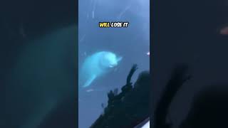 The dolphin helped her to retrieve her phone heartwarming kindness funny [upl. by Telrats733]