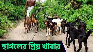 ছাগলের প্রিয় খাবার  ছাগল পালন  Chagol Palon  Khamar Bari [upl. by Leaj]