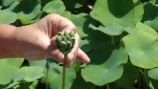 Laura Explains Seed Pods of Lotus Flowers [upl. by Charie928]