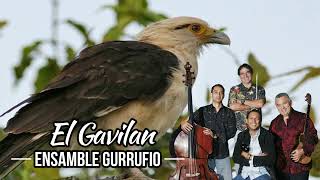 Ensamble Gurrufio El Gavilan [upl. by Kiyohara]