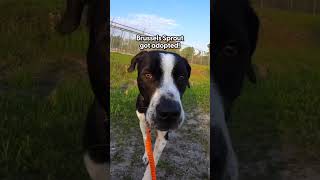 Unbelievable friendship of three dogs  dogs Emotional video  dogs friendship video [upl. by Devon995]