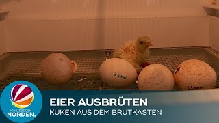 Küken aus dem Brutkasten Landwirt aus Lübeck brütet Eier aus [upl. by Adyaj916]