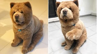 Cute Chow Chow  Chow Chow Puppy  Chow Chow  Chow Chow Dogs compilation 5 [upl. by Aynekat]