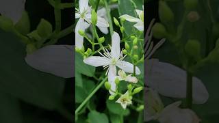 Southern Flowers Honeysuckle [upl. by Nassir11]