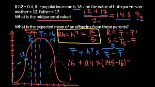 How to find Response to Selection if Narrow Sense Heritability is Known [upl. by Zingg]