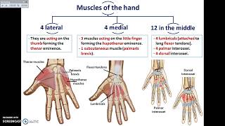 Overview of UL 13  Muscles of the Hand  Dr Ahmed Farid [upl. by Geraldina]