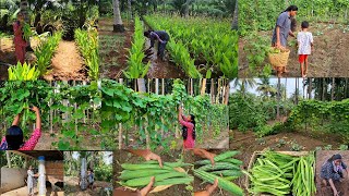 காய்பந்தல் இப்படி ஆகும்னு எதிர்ப்பார் ததுதாங்க🌱 செவ்வாழை நடவு🍌vegetable garden ideas🌶🍆🥒🫛Harvesting [upl. by Quenby]