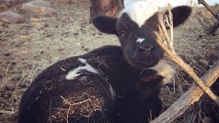 Newborn Lambs Play amp Enjoy Life  Too Cute [upl. by Leonore482]