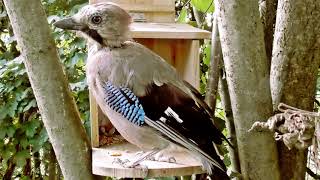 Vögel vor dem Futterhaus für Eichhörnchen [upl. by Suelo]