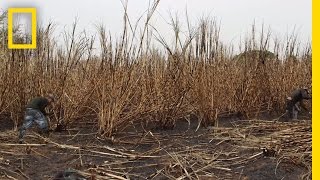 The Human Cost of Sugar Harvesting  National Geographic [upl. by Oecile861]